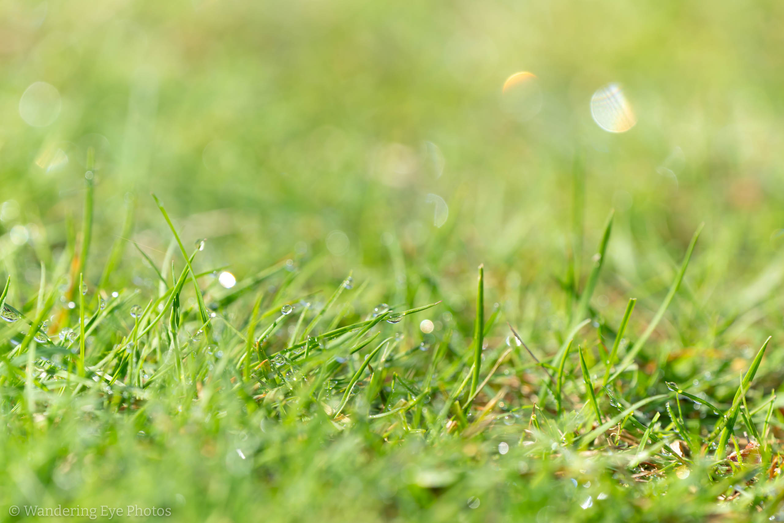 10.04 11.14.16   DSC03807